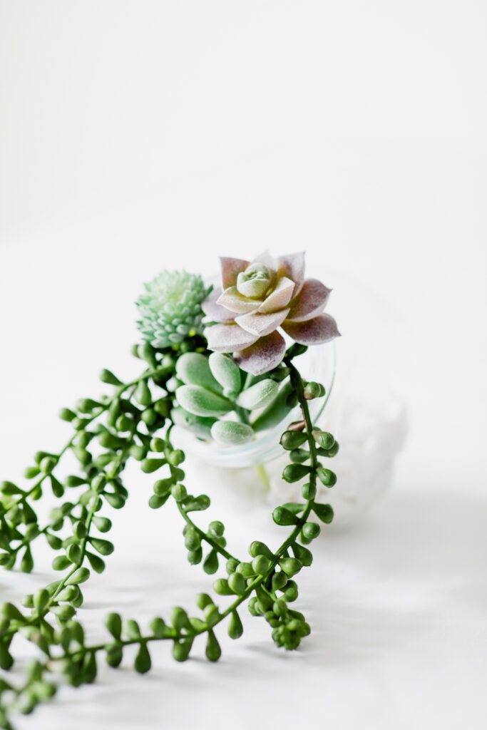 faux succulent rental